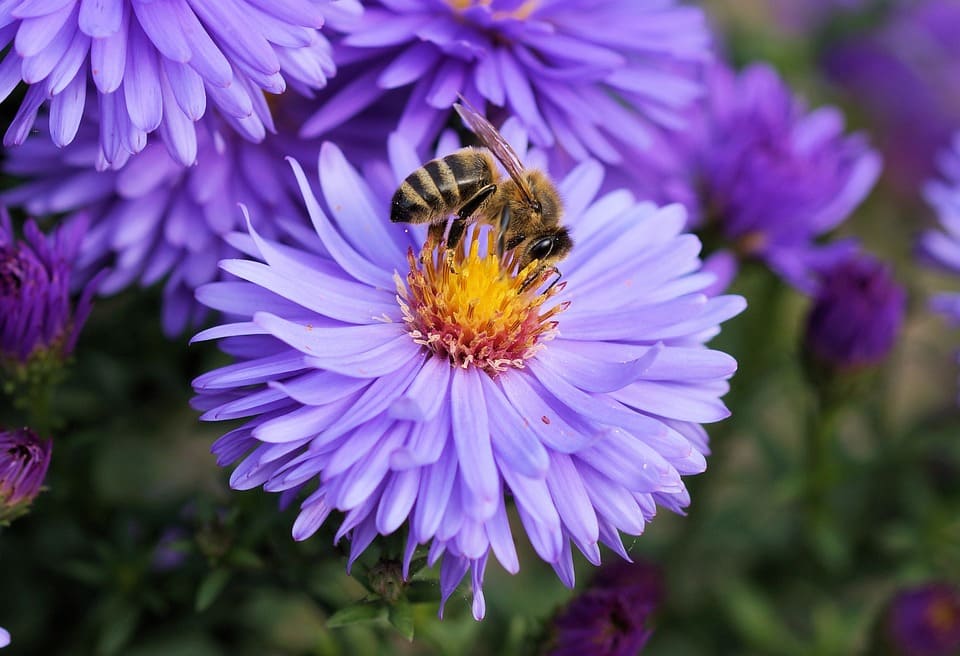 La miel es de las abejas