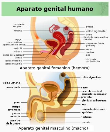 genitales humanos